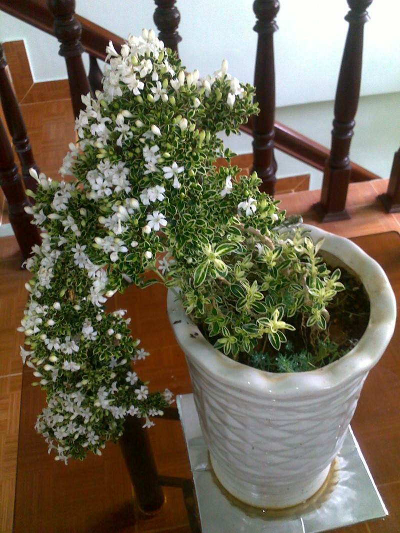 Bên cạnh một số cây cảnh truyền thống như đào, quất, mai... thì bạch tuyết mai bonsai cũng được nhiều người săn lùng về chưng Tết. Ảnh: Cayvahoa.