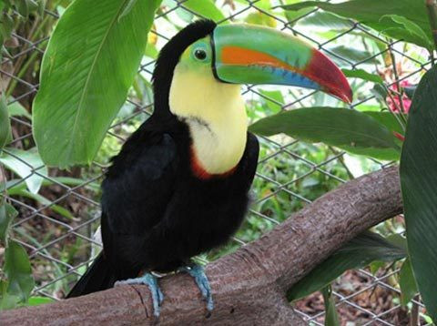 Loài chim Tucăng được tìm thấy ở miền Nam Mêxicô, Trung, Nam Mỹ và khu vực Caribê có giá từ 5.000 - 10.000 USD (tương đương 100 triệu - 200 triệu đồng). Ảnh: Animals. Video: Khoảnh khắc bình yên với chim cảnh. Nguồn: VTC14.