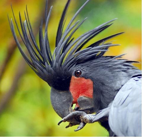 Vẹt mào cọ hay còn gọi là vẹt Goliath là loài vẹt lớn có màu xám khói hay đen thuộc giống vẹt mào. Loài chim độc đáo có một chùm lông mao trên đỉnh đầu rất lớn cũng như chiếc mỏ ngoại cỡ so với những loài vẹt khác. Ảnh: Printest.