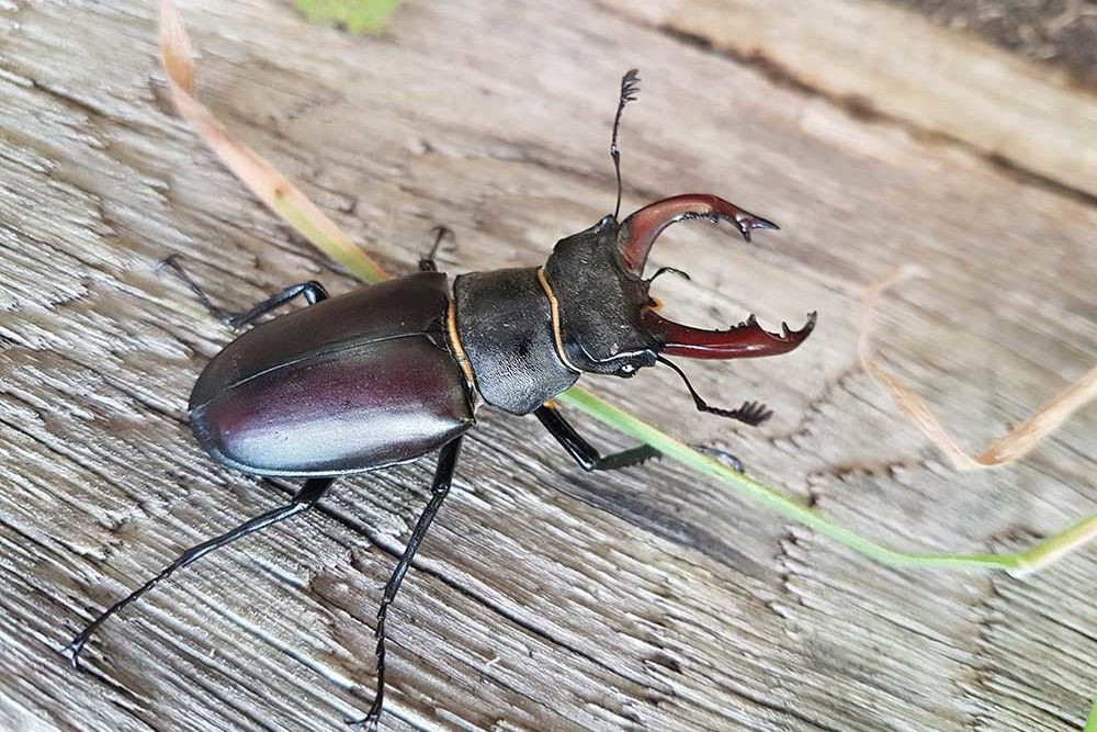 Nhìn sơ qua, bọ cánh cứng sừng hươu (Stag Beetle) chẳng có gì đặc biệt nhưng lại có mức giá lên đến 89.000 USD ( tương đương 1,78 tỷ đồng). Ảnh: Pets.