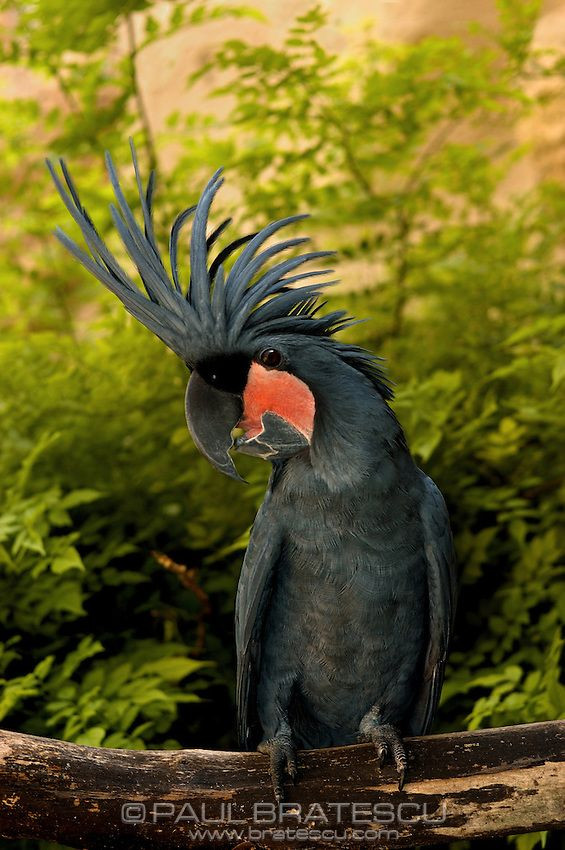 Vì sự độc đáo đó, mà vẹt mào cọ có giá lên đến 16.000 USD (khoảng 360 triệu đồng). Ảnh: Printest.