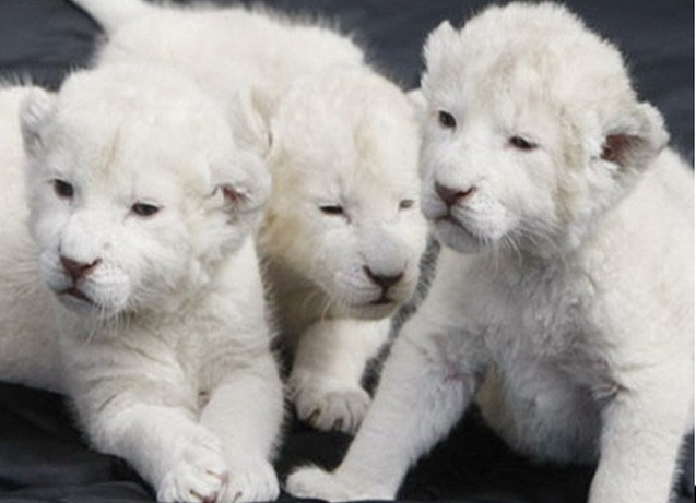 Cũng bởi thế mà không lạ khi giá một chú sư tử trắng con lên tới 138.000 USD (2,76 tỷ đồng). Ảnh: Getty Imgae.