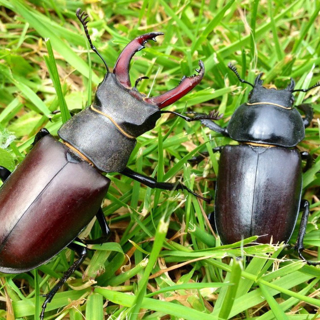 Những con bọ cánh cứng Stag beetle được tìm thấy ở miền nam nước Anh, thung lũng Severn và các khu vực ven biển phía tây nam. Ở những nơi khác, chúng cực kỳ hiếm hoặc thậm chí tuyệt chủng. Ảnh: Pets.