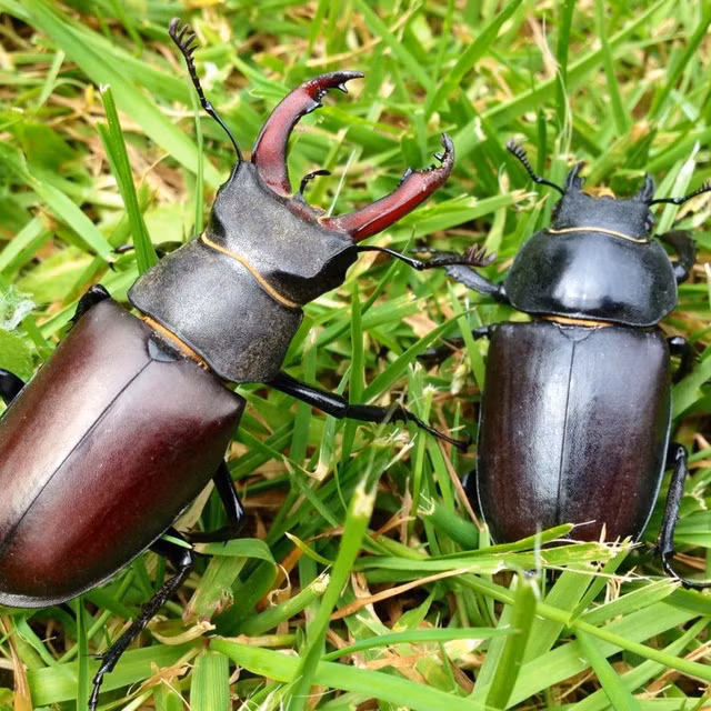 Những con bọ cánh cứng Stag beetle được tìm thấy ở miền nam nước Anh, thung lũng Severn và các khu vực ven biển phía tây nam. Ở những nơi khác, chúng cực kỳ hiếm hoặc thậm chí tuyệt chủng. Ảnh: Pets.