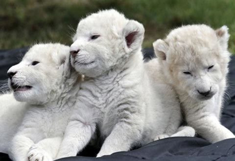 Sư tử trắng được cho là có nguồn gốc từ vùng Timbavati thuộc Nam Phi. Đây là một loài rất quý hiếm và theo ước tính thì chỉ có khoảng 300 con trên thế giới. Ảnh: Getty Imgae.