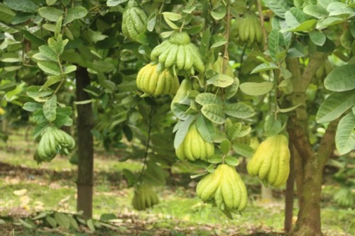 Theo những hộ trồng phật thủ, năm nay xu hướng người tiêu dùng ưa chuộng quả xanh thay vì vàng như năm trước, thời điểm này cũng là lúc thích hợp để thu hoạch. Ảnh: Dân trí