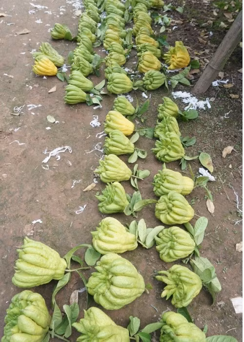 Giá phật thủ trung bình ở thời điểm hiện tại giao động từ 80 đến 90 nghìn đồng một quả tại vườn, ngoài thị trường giá sẽ cáo hơn nhiều. Ảnh: Lao động Thủ đô