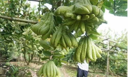 Việc trồng cây phật thủ một năm sẽ cho thu hoạch hai vụ chính là vào tháng 7 và Tết Âm lịch. Những ngày cận tết một nhà vườn có thể bán ra hàng nghìn quả. Ảnh: Lao động Thủ đô