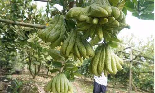 Việc trồng cây phật thủ một năm sẽ cho thu hoạch hai vụ chính là vào tháng 7 và Tết Âm lịch. Những ngày cận tết một nhà vườn có thể bán ra hàng nghìn quả. Ảnh: Lao động Thủ đô