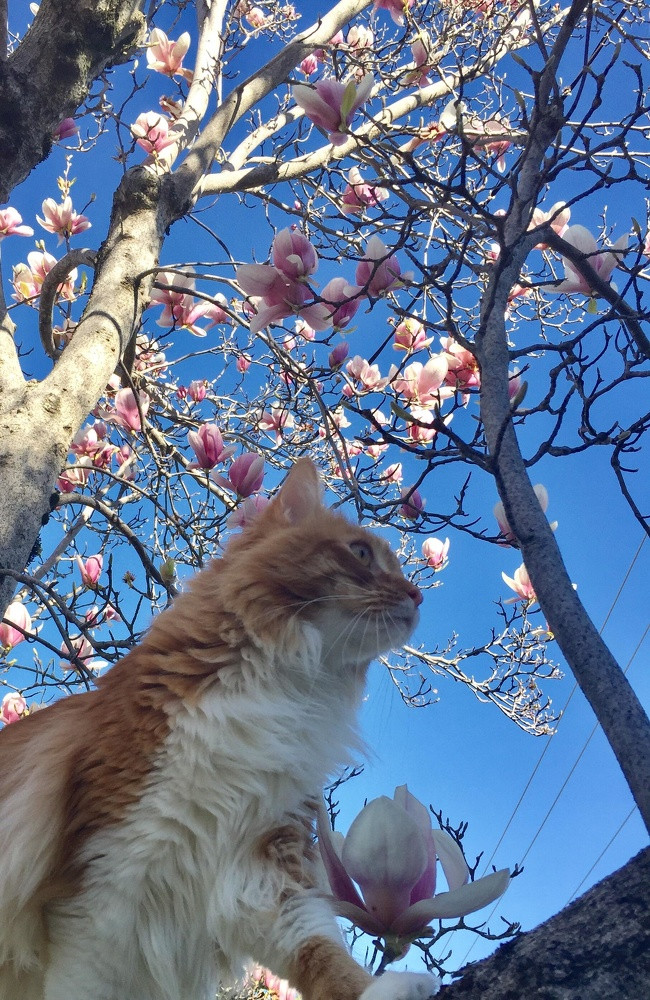 Những bông hoa mộc lan lớn sẽ làm bừng sáng khu vườn vào đầu xuân. Tất cả các giống mộc lan đều rất sai hoa. Nguồn ảnh: Brightside.