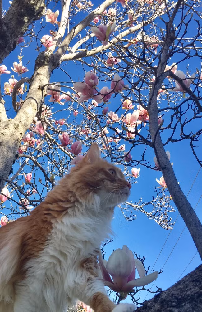 Những bông hoa mộc lan lớn sẽ làm bừng sáng khu vườn vào đầu xuân. Tất cả các giống mộc lan đều rất sai hoa. Nguồn ảnh: Brightside.