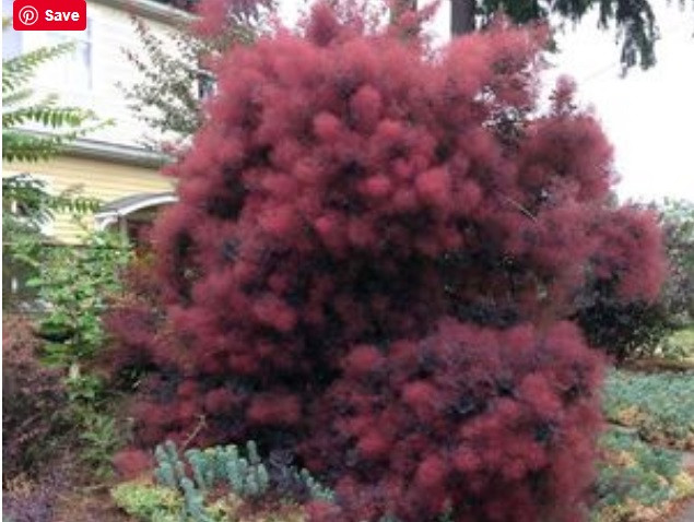 Bụi khói gây ấn tượng không chỉ bởi chiếc lá sặc sỡ mà còn bởi những bông hoa màu tím hoặc hồng nhạt, trông như một đám khói vào mùa hè.