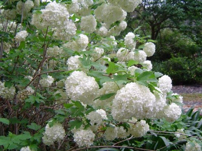 Hoa hồng guelder hay Viburnum opollus bung nở cuối mùa xuân với những cụm hoa trắng khổng lồ và vào mùa thu với những quả mọng đỏ và lá đỏ. Cây ưa mặt trời, có thể được trồng trong bất kỳ loại đất nào.