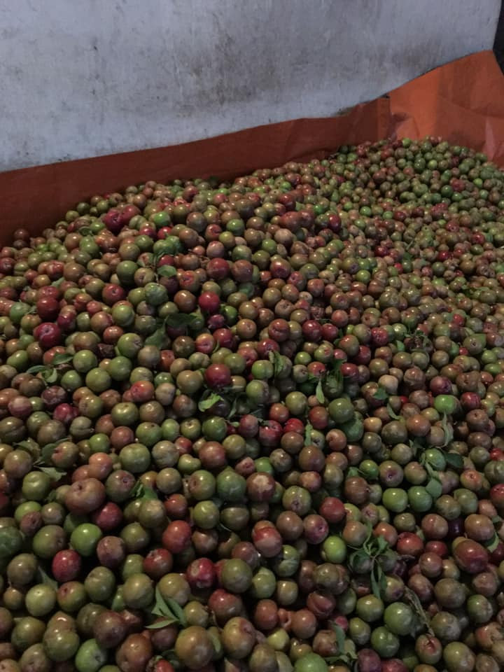 Chị Lan Anh thường đóng mận vào những chiếc hộp xinh xắn, bán với giá 80.000 đồng, kèm muối chấm. Khách hàng thường là chị em công sở hoặc bà bầu thèm chua. Ảnh: FB Lan Anh.