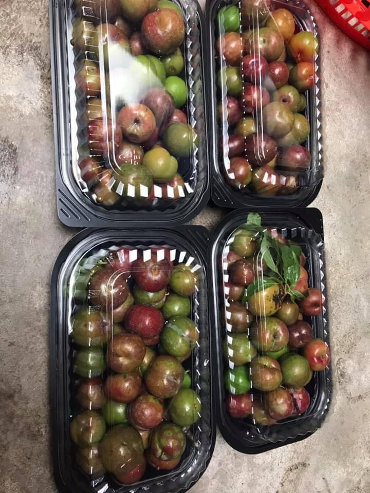 Trong kho đó, chị Lan Anh (một người bán) cho biết vài tuần nay đã bán được mấy chục kg mận trái mùa. Mỗi đơn hàng không nhiều như bù lại chị lại có nhiều đơn hàng. Ảnh: FB Mận hậu Mộc Châu.