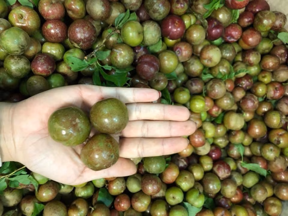 Những quả mận căng mọng, nhẵn bóng được chị em mua bán rầm rộ trên mạng xã hội. Ảnh: Facebook.