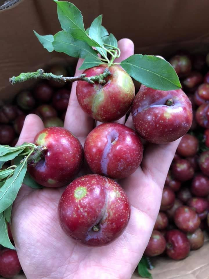 Ngoài ra, một số người rao bán buôn với giá thấp hơn khoảng 100.000 đồng/kg. Ảnh: Ảnh: FB Huyen Nguyen.