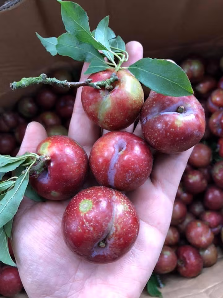 Ngoài ra, một số người rao bán buôn với giá thấp hơn khoảng 100.000 đồng/kg. Ảnh: Ảnh: FB Huyen Nguyen.