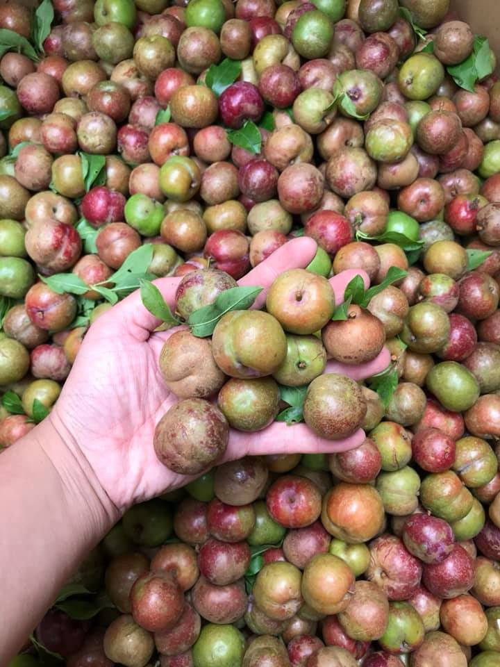 Giá mận rẻ nhất từ 125.000 - 150.000 đồng/kg. Mận được tuyển chọn, đẹp hơn thì giá lên tới 200.000 - 250.000 đồng/kg. Ảnh: FB Nguyễn Thu Hương.