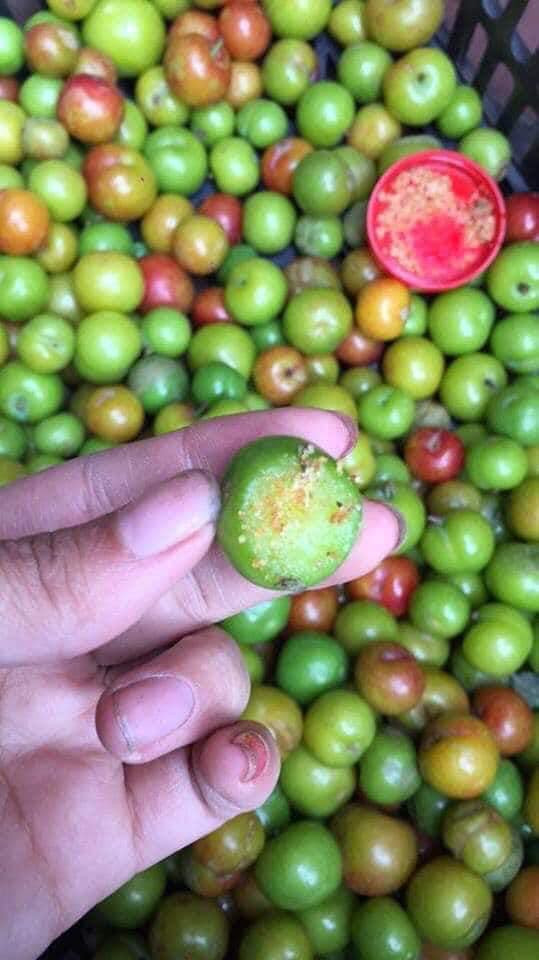 Mận đầu mùa quả nhỏ, vỏ xanh, ăn có vị chua chát và giòn tan. Ảnh: FB Nguyễn Thùy Linh.