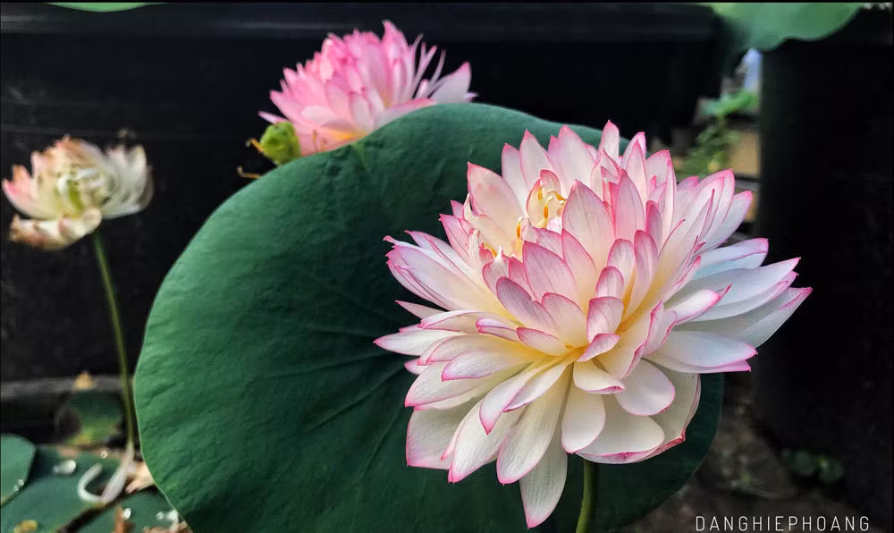 Doc nhat Viet Nam: 9X dao 20 ho quanh nha trong 40 loai sen hiem-Hinh-2