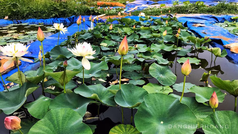 Doc nhat Viet Nam: 9X dao 20 ho quanh nha trong 40 loai sen hiem-Hinh-6