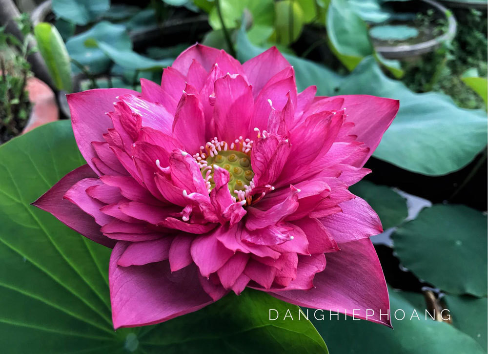 Doc nhat Viet Nam: 9X dao 20 ho quanh nha trong 40 loai sen hiem-Hinh-7