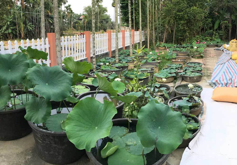 Doc nhat Viet Nam: 9X dao 20 ho quanh nha trong 40 loai sen hiem-Hinh-3