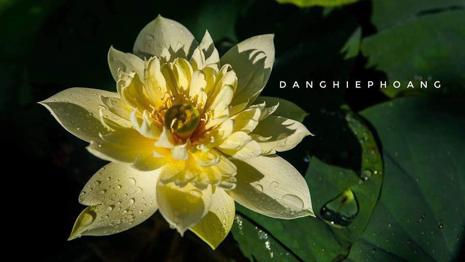 Doc nhat Viet Nam: 9X dao 20 ho quanh nha trong 40 loai sen hiem-Hinh-12