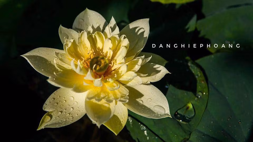 Doc nhat Viet Nam: 9X dao 20 ho quanh nha trong 40 loai sen hiem-Hinh-12