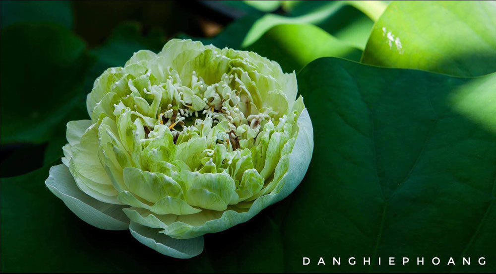 Doc nhat Viet Nam: 9X dao 20 ho quanh nha trong 40 loai sen hiem-Hinh-13