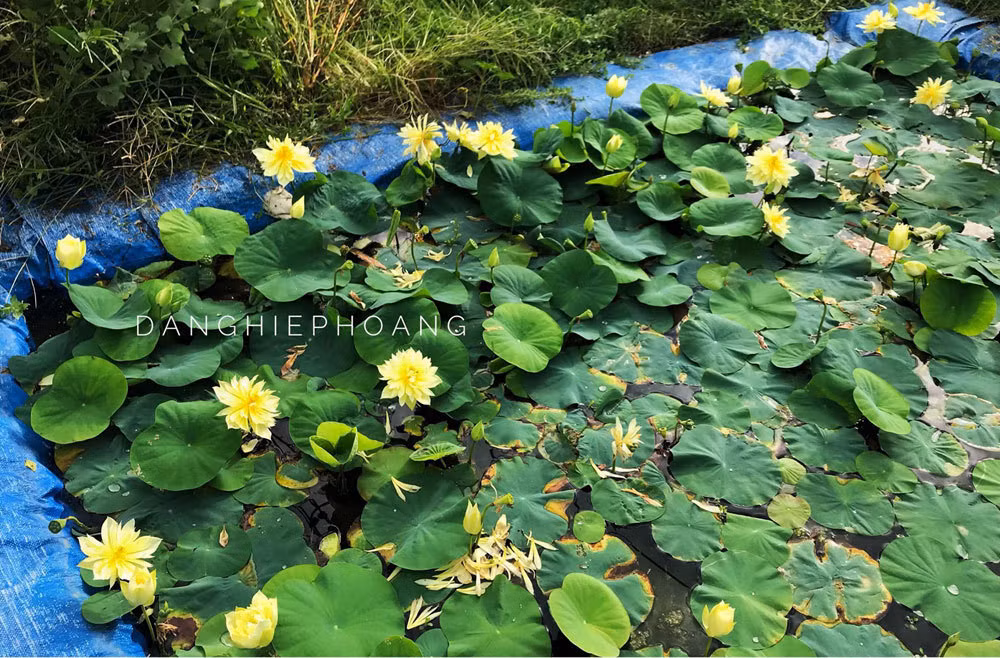 Doc nhat Viet Nam: 9X dao 20 ho quanh nha trong 40 loai sen hiem-Hinh-5