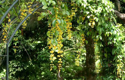 Điểm đặc biệt của lan hoàng dương là tạo thành chuỗi dài màu vàng mềm mại đến cả mét với chuỗi hoa lâu tàn kéo dài đến cả tháng. Ảnh: Caycanhthanglong.