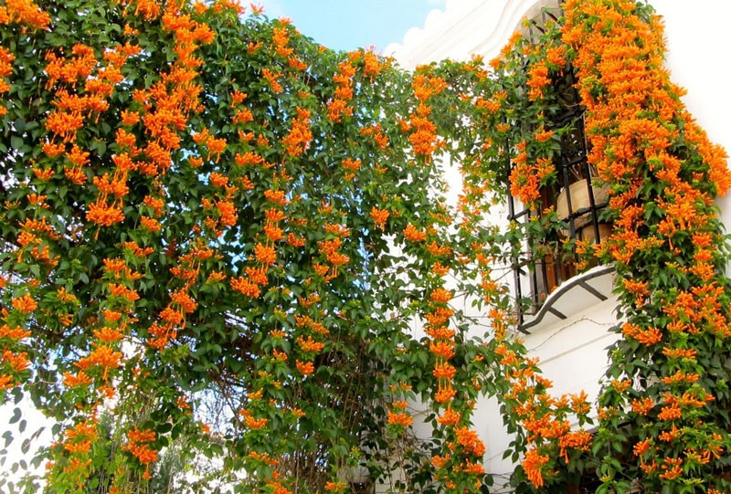 Cây dây leo chùm ớt leo giàn nhanh, có khả năng chịu nắng chịu gió cao, thích hợp trồng sân thượng. Ảnh: Hoala.