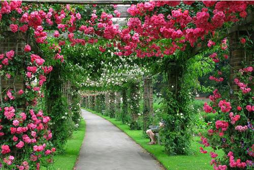 Hoa hồng leo phát triển nhanh, thân leo lên cao tạo thành những khóm hoa tuyệt đẹp. Ảnh: Caycanhthanglong.