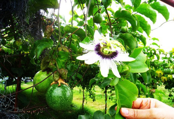 Cây chanh leo cho hoa đẹp lại rất sai quả. Hoa chanh leo cũng rất đẹp và lạ mắt, hoa rất sai có màu trắng ở giữa có vòng tím bao quanh xòe rộng. Ảnh: Hoala.