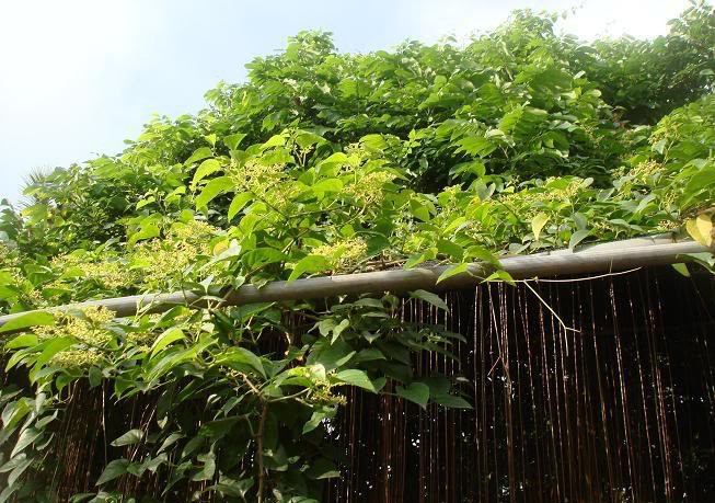 Hoa thiên lý leo bám bằng thân, không có tua cuốn và cho hoa vào mùa hè. Phát triển nhanh có độ che phủ rộng nên thiên lý được sử dụng làm giàn che nắng ở sân thượng,sân vườn, đường từ cổng vào nhà. Ảnh: Hoala.