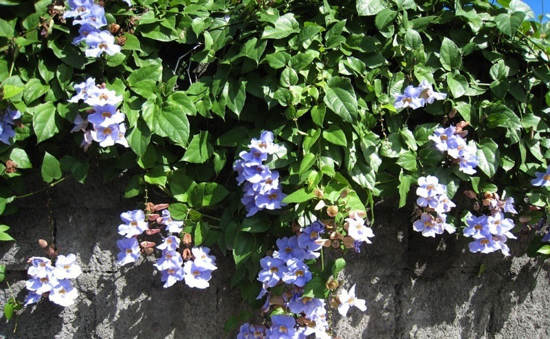 Dây cát đằng là một loài cây dây leo có hoa đẹp thường được dùng làm cây trồng hàng rào hay cây leo giàn tạo giàn hoa, vòm cổng tô điểm cho nhà đẹp... Hoa nở nhiều vào mùa hè nhất là tháng 5 và kéo dài tới tháng 11. Ảnh: Hoala.