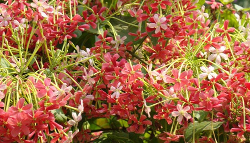 Sử quân tử là cây leo, cành non mềm mại. Lúc mới nở hoa màu trắng, sau chuyển dần sang hồng. Khi đủ nắng cánh hoa lại mang màu đỏ thắm. Ảnh: Caycanhthanglong.