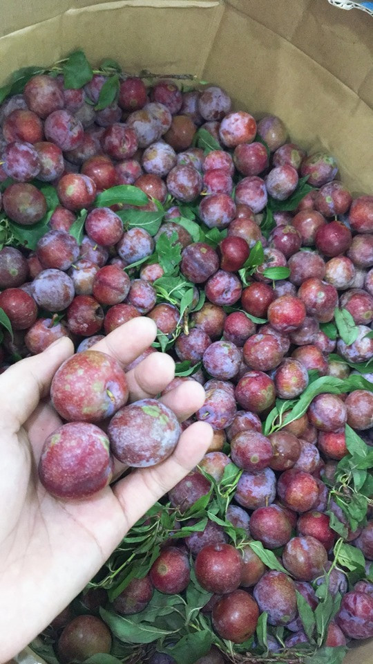 Tương tự, năm nay mận hậu cũng khan hàng và giá khá cao, dao động từ 50.000 - 60.000 đồng/kg. Ảnh: Facebook.