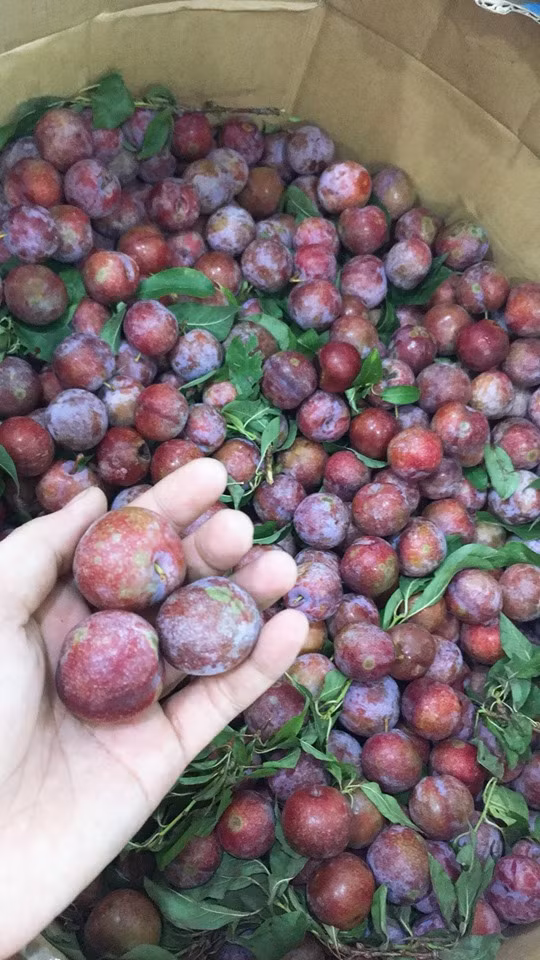 Tương tự, năm nay mận hậu cũng khan hàng và giá khá cao, dao động từ 50.000 - 60.000 đồng/kg. Ảnh: Facebook.