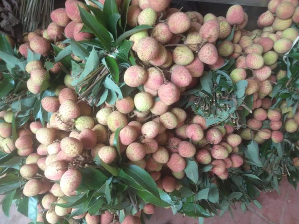 Không kinh doanh rượu nếp, ngoài 8 tiếng hành chính, cô Thúy (Hà Đông) lại gom đơn vải thiều và mận phục vụ bà con giết sâu bọ theo phong tục ngày Tết Đoan Ngọ. Ảnh: Facebook.