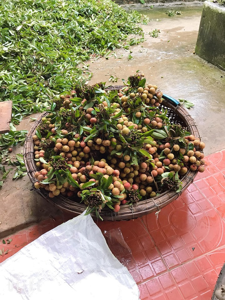 Cô Thúy cho biết, vải năm nay không được mùa như những năm trước nên giới buôn nhỏ như cô không được nhiều hàng. Mặc dù có nhiều khách đặt nhưng cô Thúy chỉ dám nhận 25-30kg vải tươi. Ảnh: Facebook.