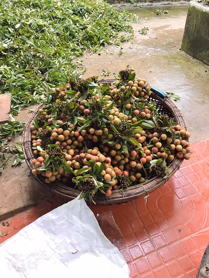 Cô Thúy cho biết, vải năm nay không được mùa như những năm trước nên giới buôn nhỏ như cô không được nhiều hàng. Mặc dù có nhiều khách đặt nhưng cô Thúy chỉ dám nhận 25-30kg vải tươi. Ảnh: Facebook.