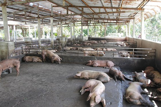 Mot ho dan o Hau Giang thiet hai gan 8 ty dong vi dich ta heo chau Phi-Hinh-2