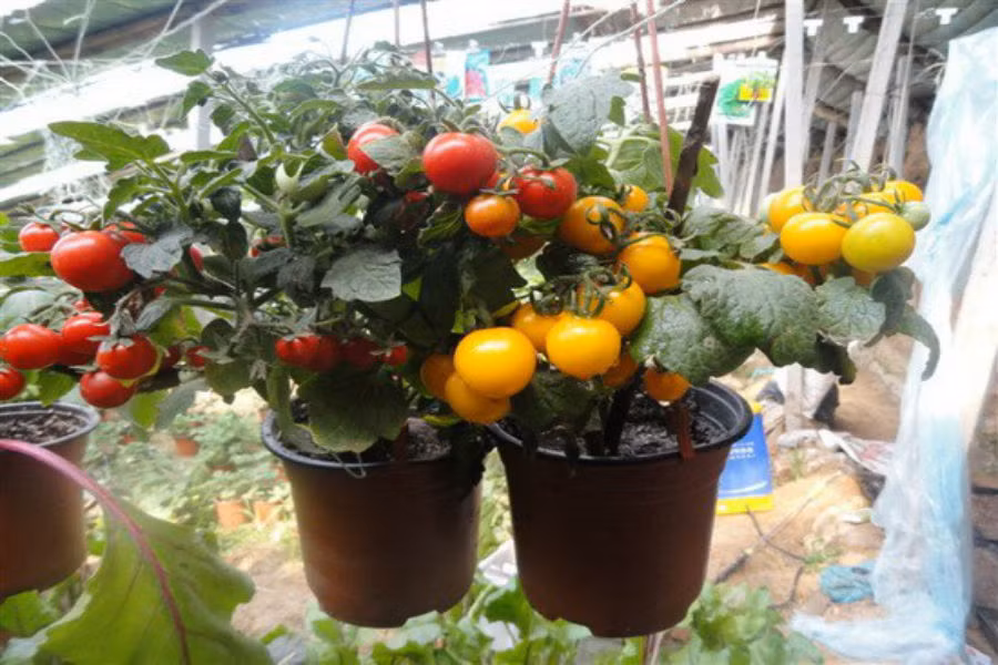 Cà chua bonsai xuất hiện từ lâu nhưng vẫn chưa khi nào hết "hot". Ảnh: Facebook.