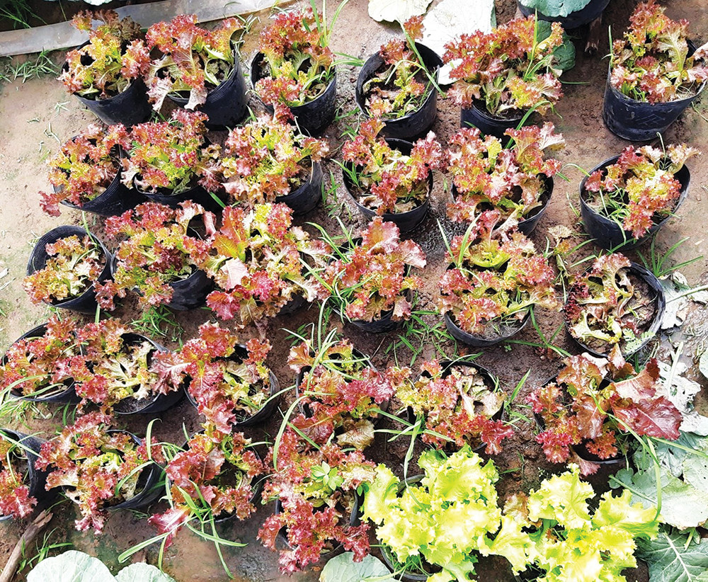 Xà lách vào chậu với chế độ chăm sóc đặc biệt trước khi tung ra thị trường. Ảnh: Baoangiang.