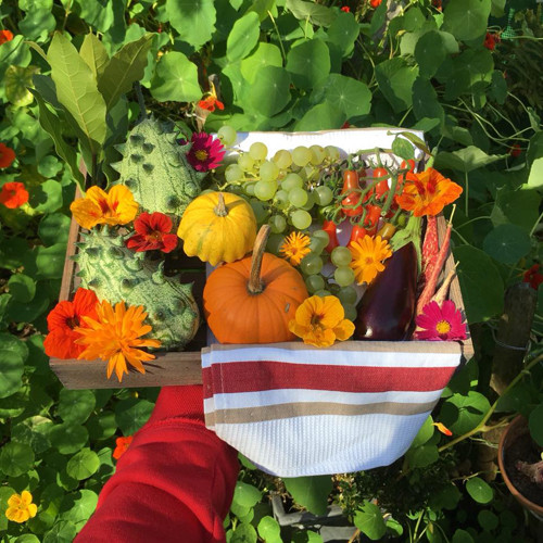 Bên cạnh rau củ, Arthur còn trồng thêm nhiều cây ăn trái như nho xanh, dưa chuột...