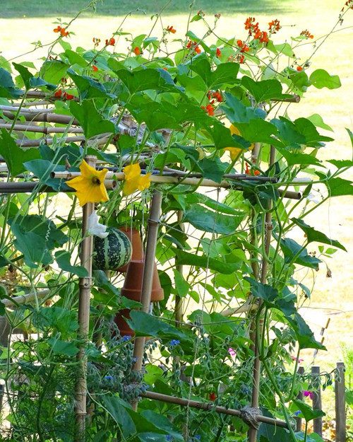 Giàn bí xanh tốt bắt đầu cho quả.