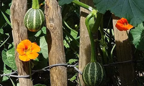 Được một người bạn lớn tuổi dạy cho những kiến thức cơ bản về thực vật, Arthur đã tự tay cải tạo khu vườn nhỏ và trồng đủ các loại rau như bí ngòi, cà rốt...